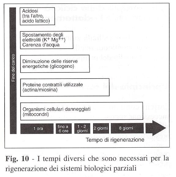 Tempi di rigenerazione dei sistemi biologici dopo il carico, da un'ora (acidosi) a otto giorni (mitocondri danneggiati).