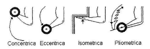 Espressioni della contrazione muscolare: concentrica, eccentrica, isometrica, pliometrica.